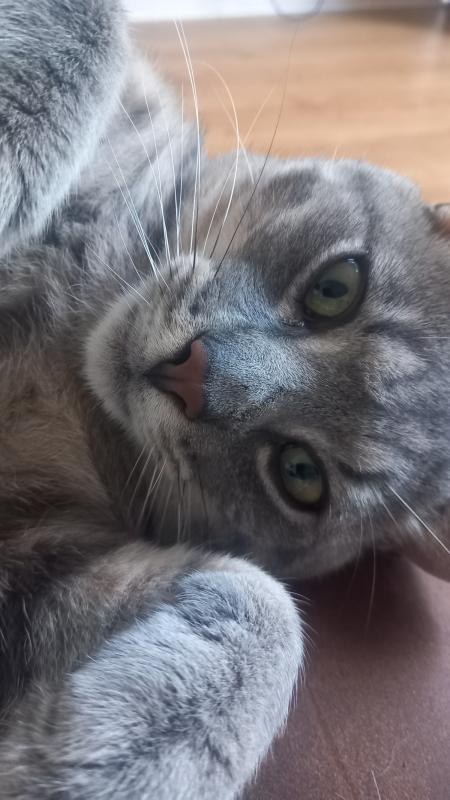 Koosje