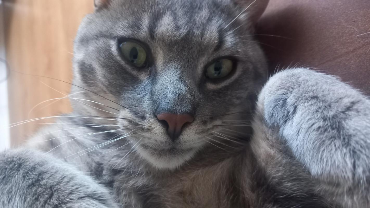 Koosje