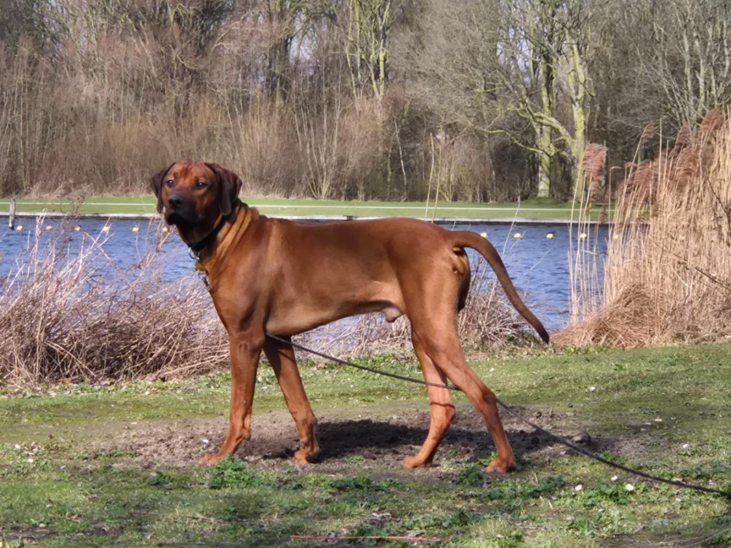 Rody