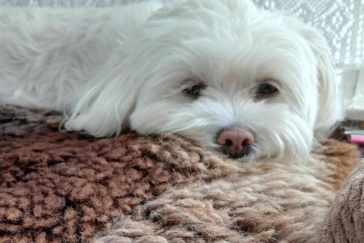 Keesje