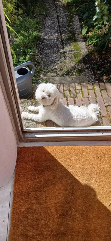 Keesje