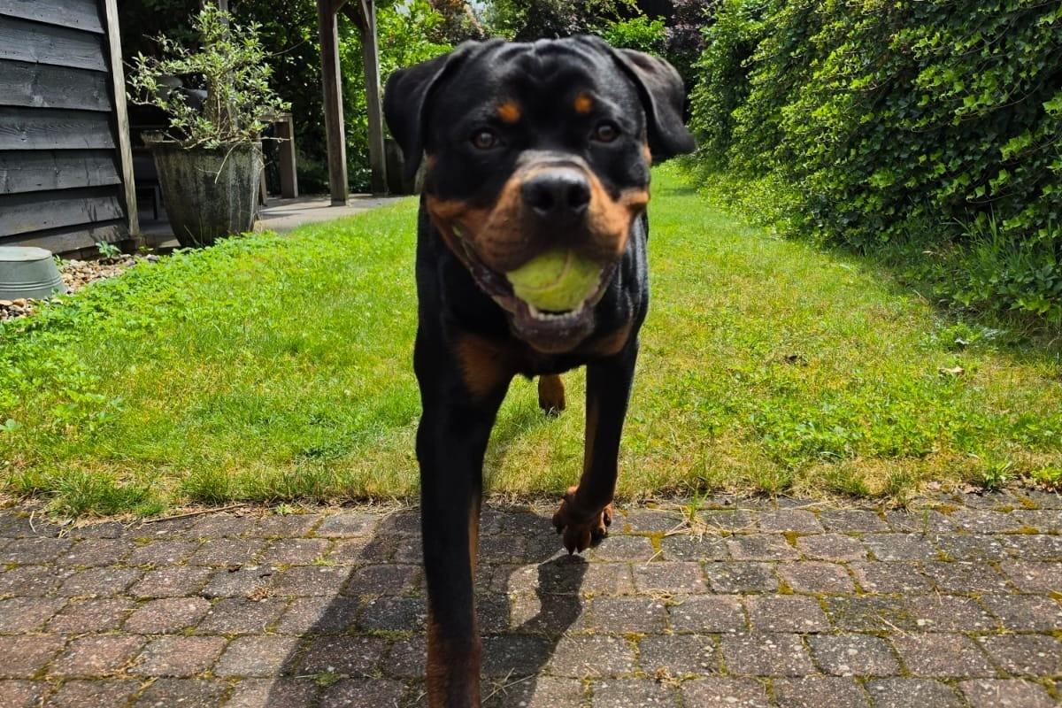 Pablo