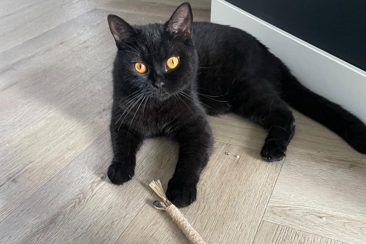 Bowie