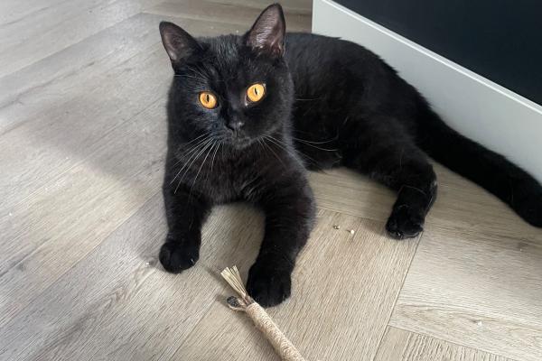 Bowie