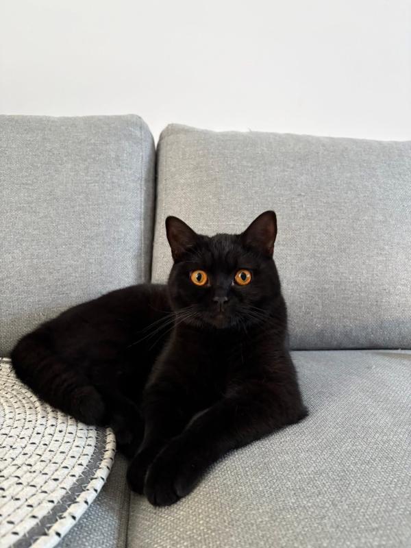 Bowie