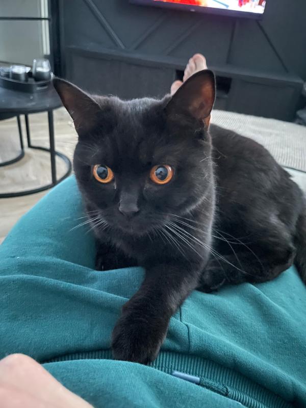 Bowie