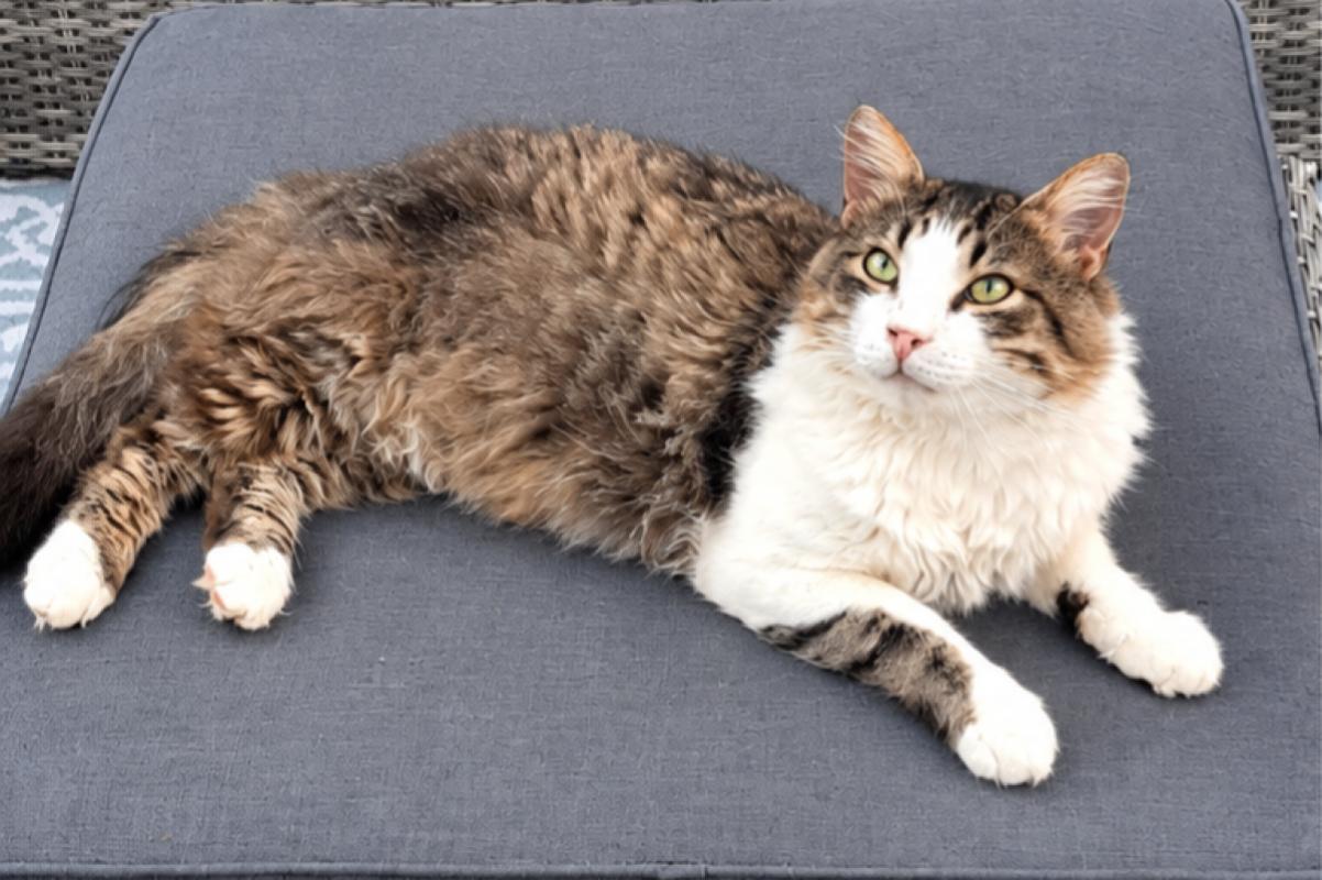 Fabio