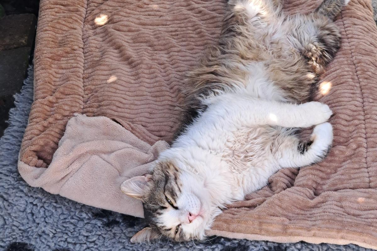Fabio