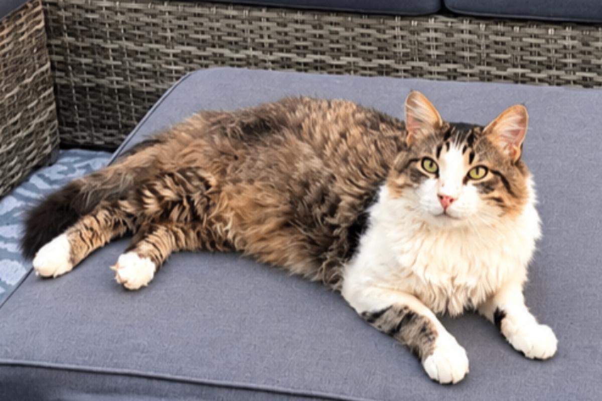 Fabio