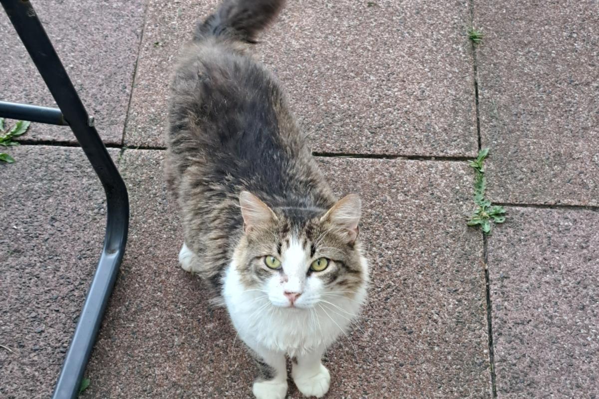 Fabio