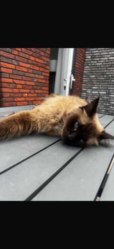 Teddy