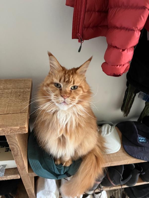 Pompoen