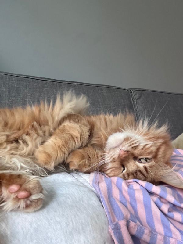 Pompoen