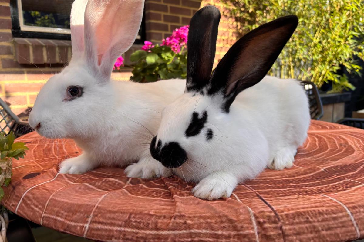 Pluis