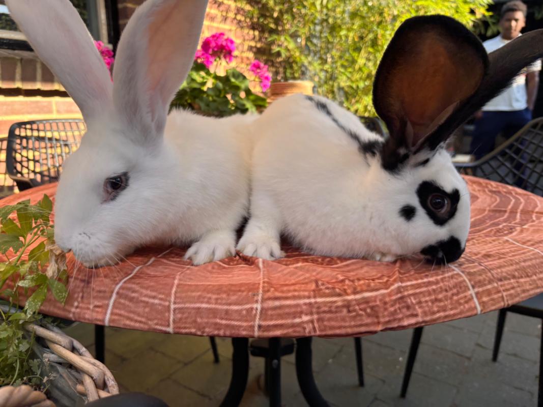 Pluis