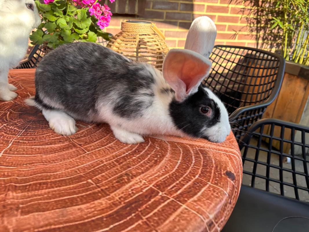Pip