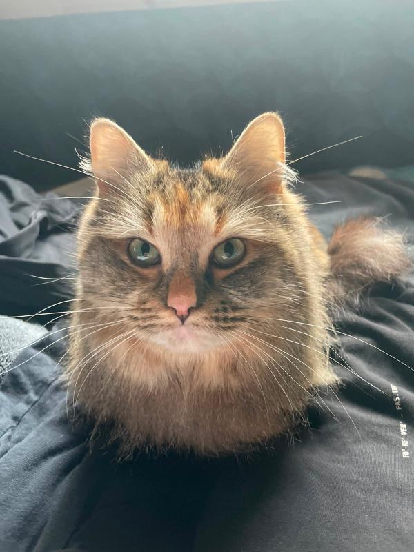 Skyla