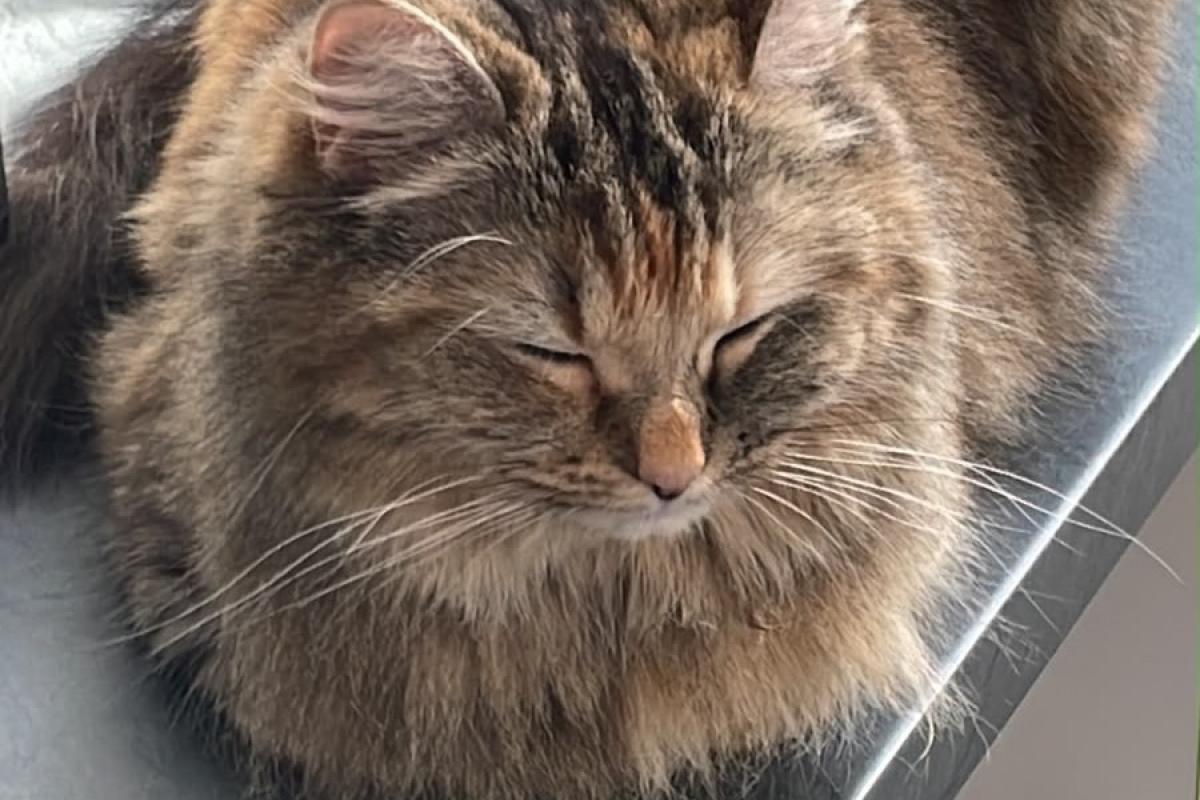 Skyla