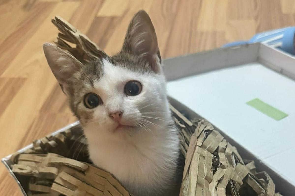 Lulu