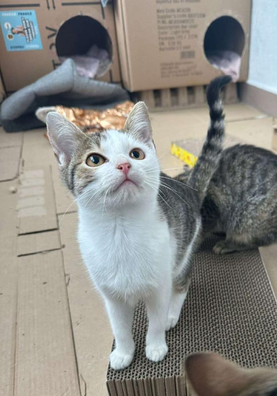 Lulu
