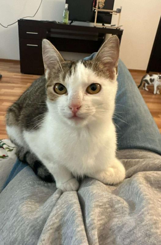 Lulu