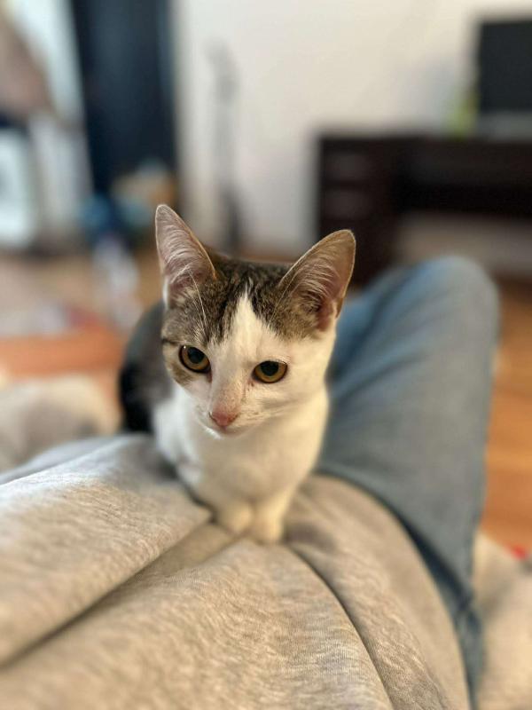 Lulu