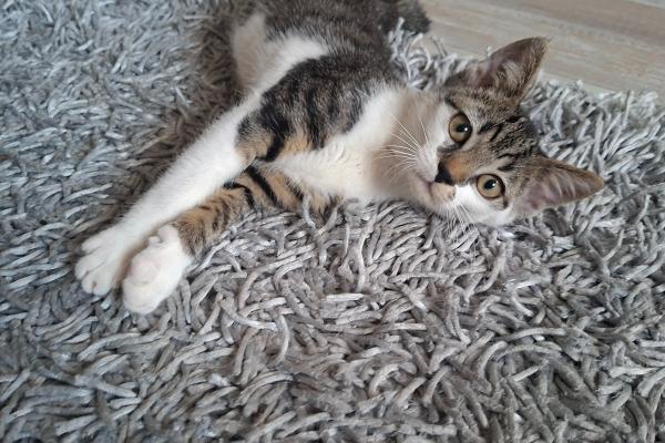 Gary