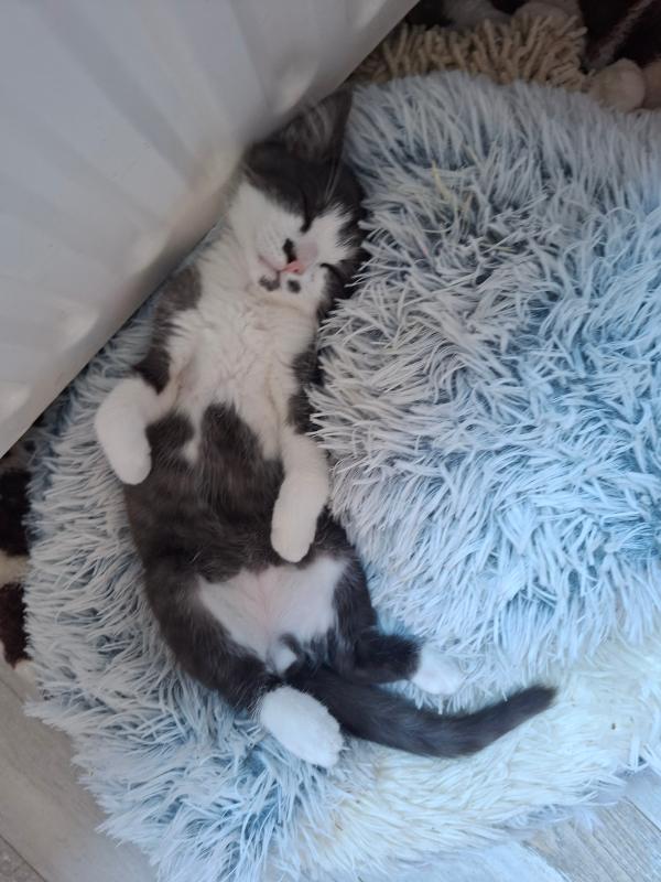 Pua