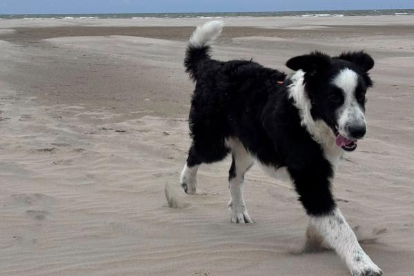 Pongo
