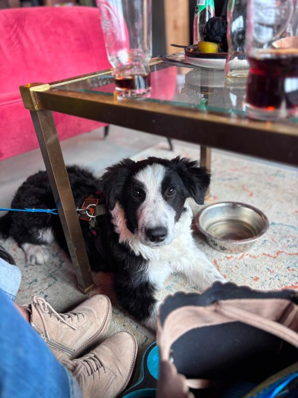 Pongo