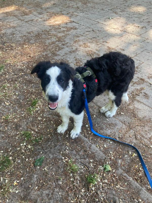 Pongo