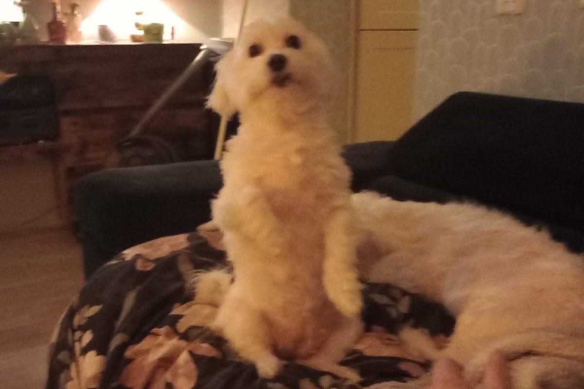 Balou