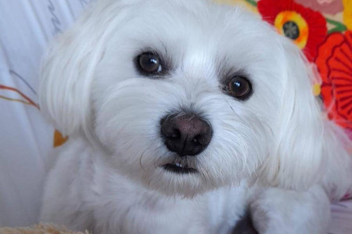 Balou