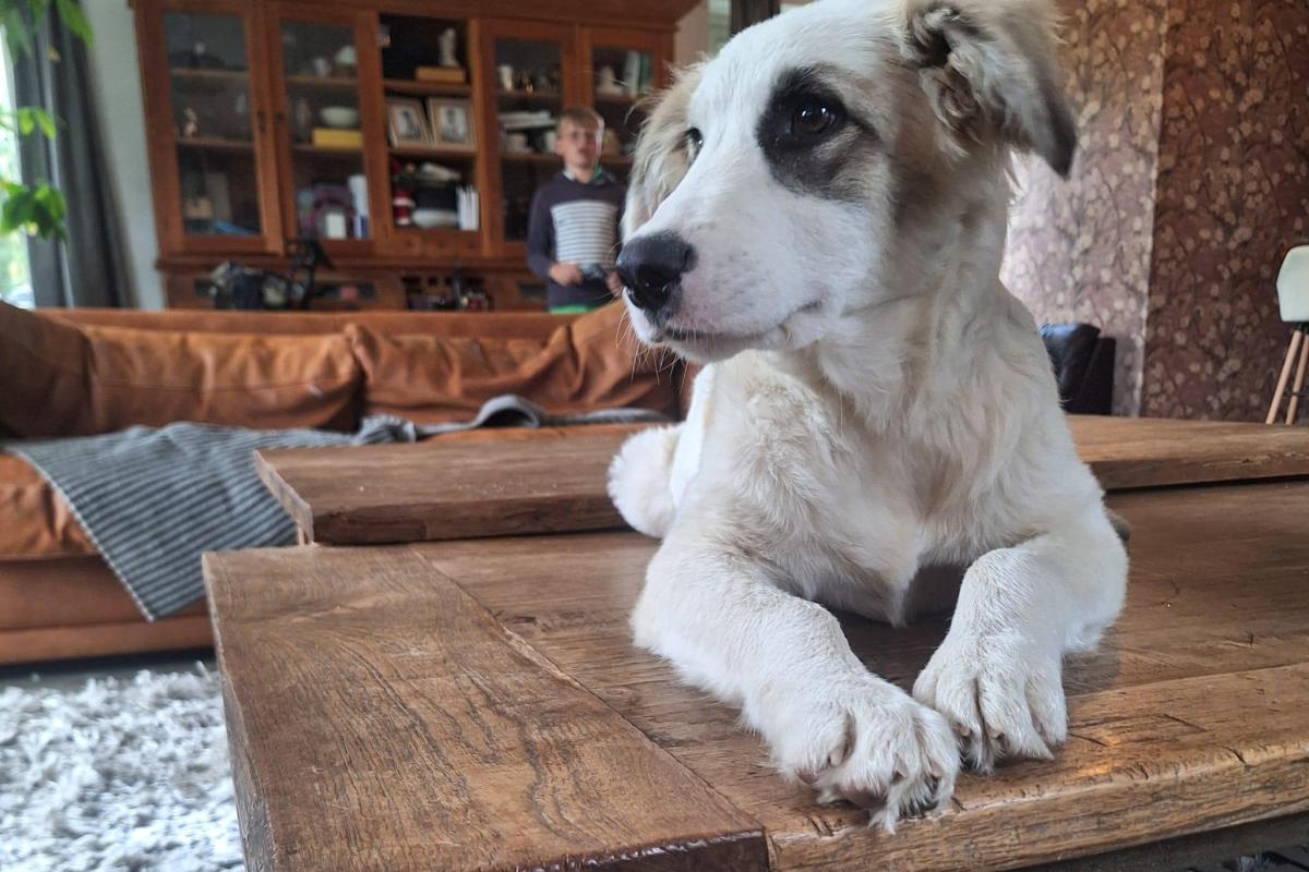 Lady