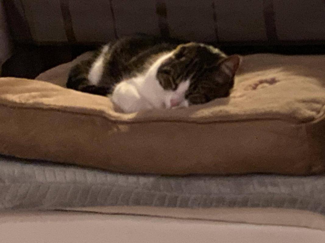 Joep