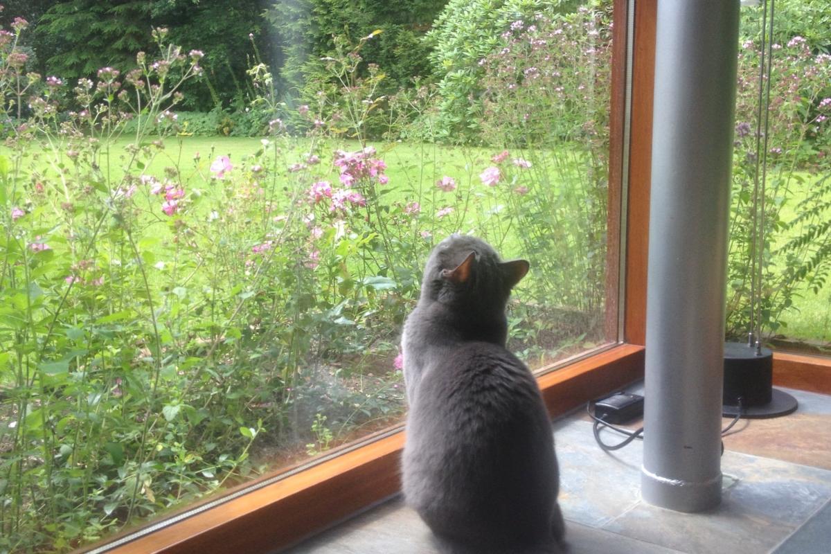 Miep