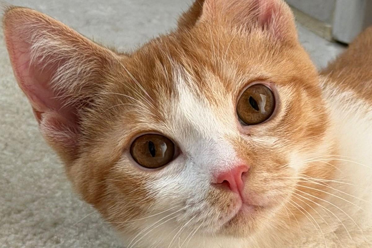 Peaches