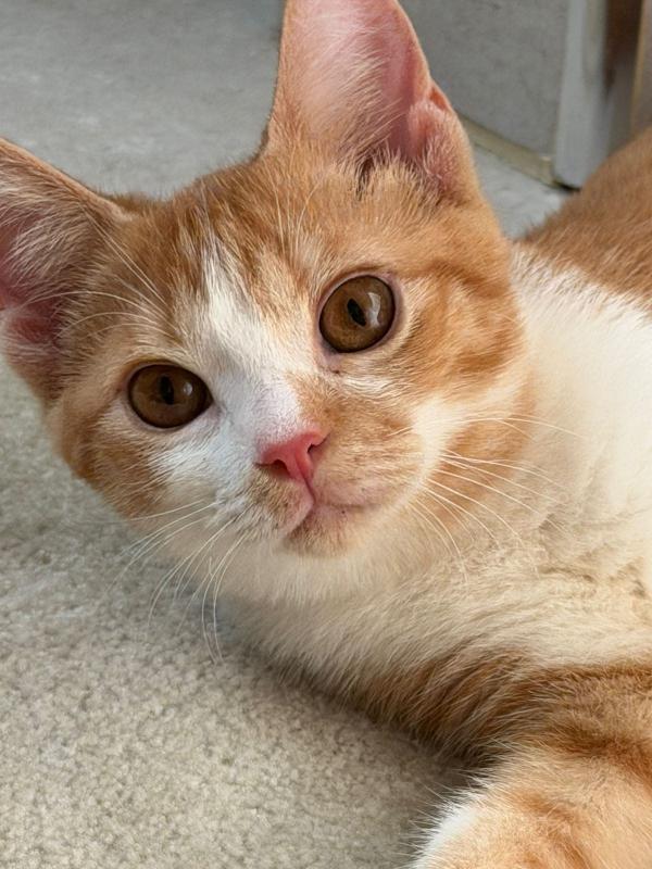 Peaches