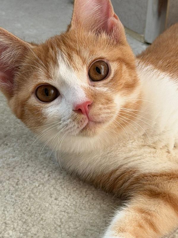Peaches