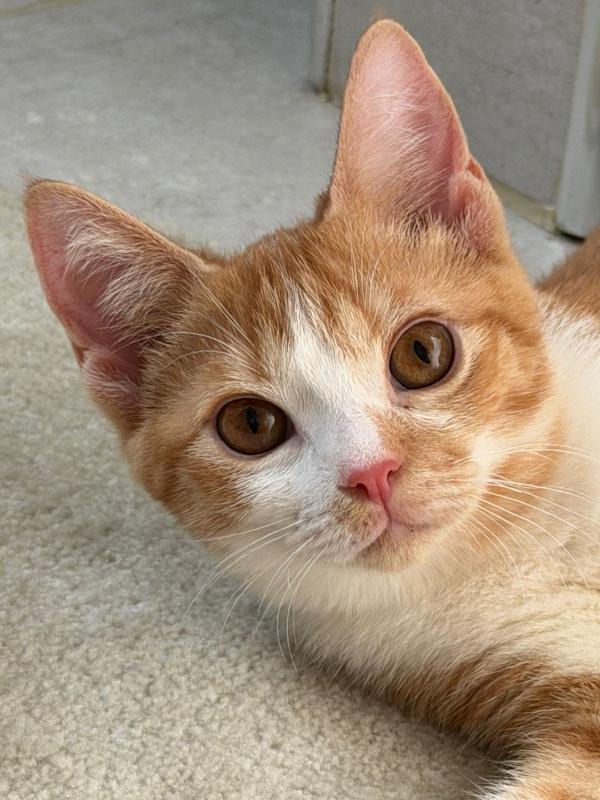 Peaches