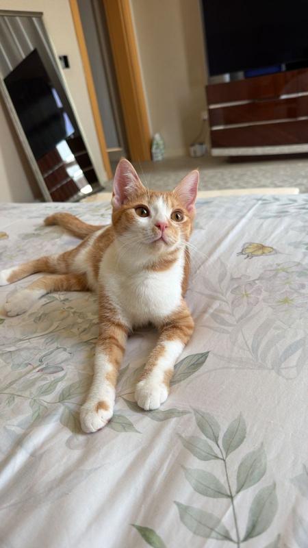 Peaches