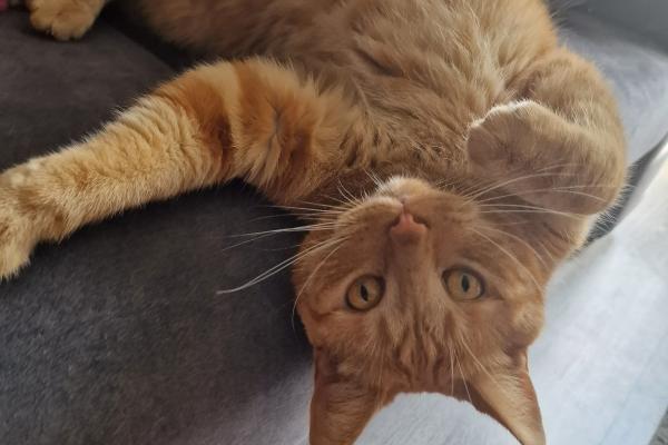 Ginger