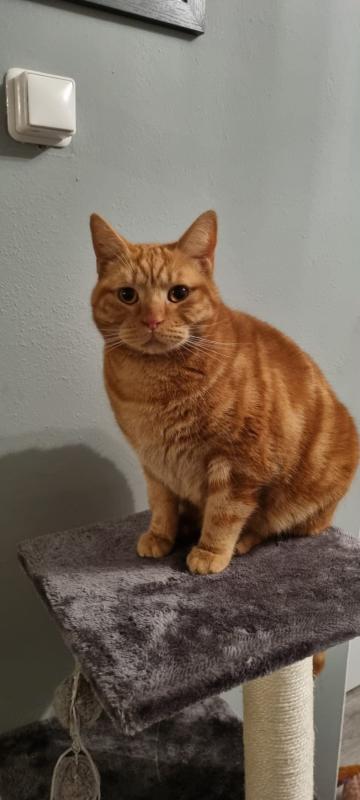 Ginger