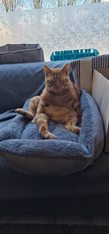 Ginger