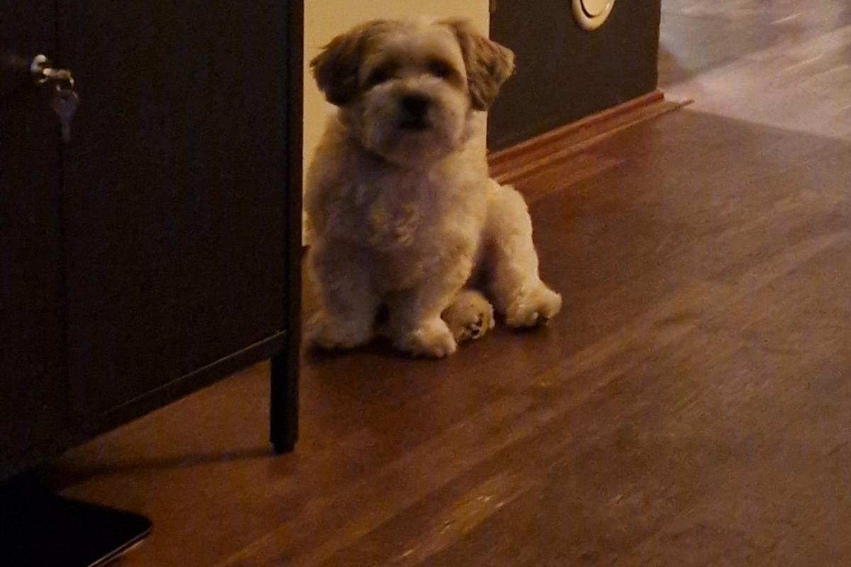 Benji