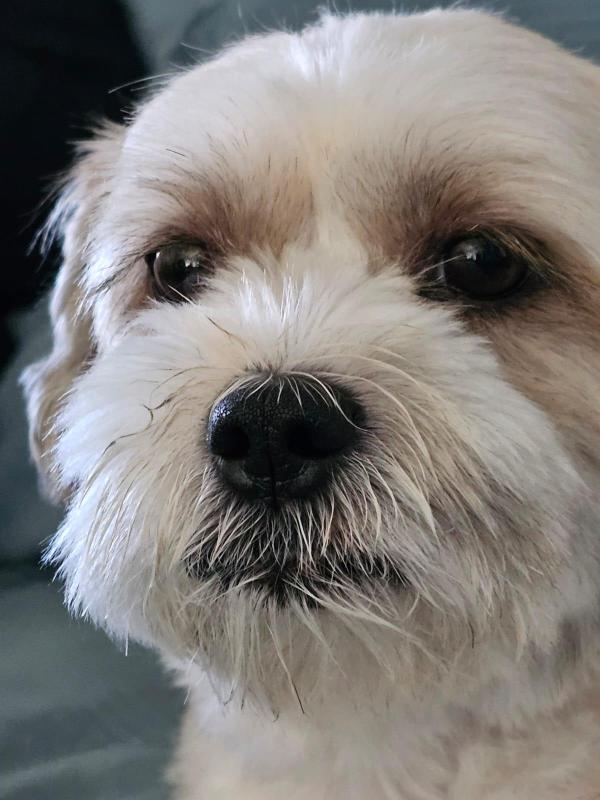 Benji