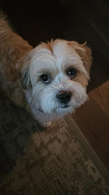 Benji