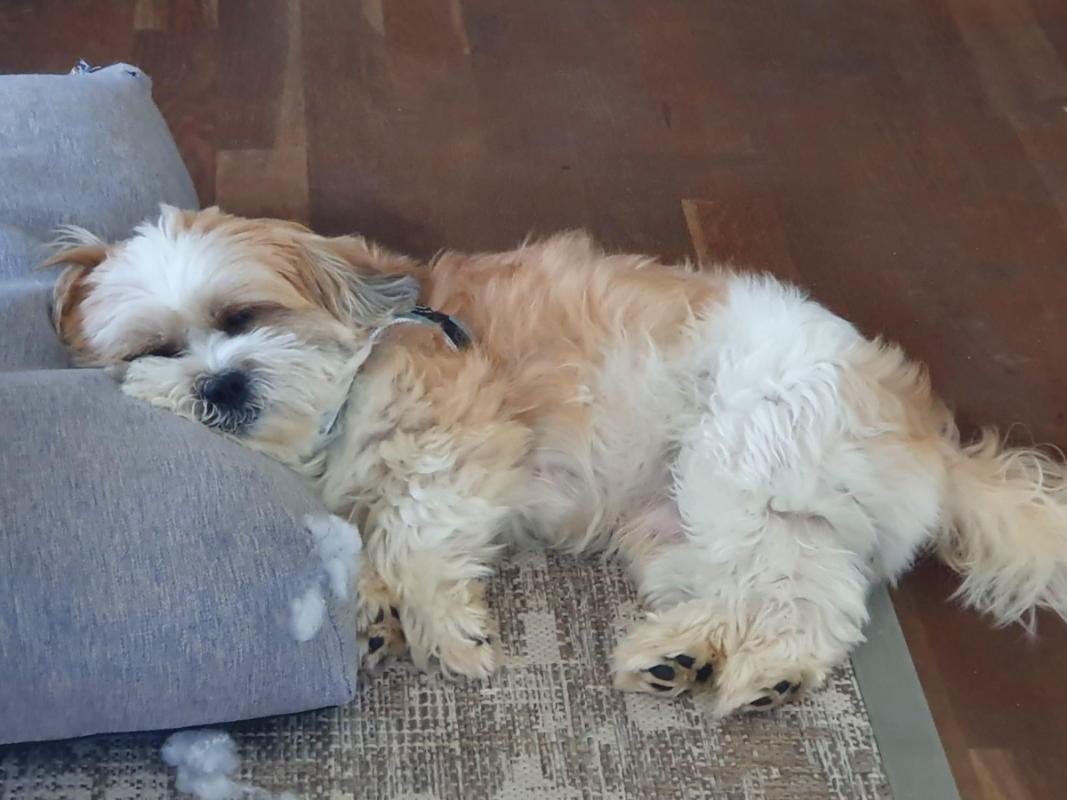 Benji
