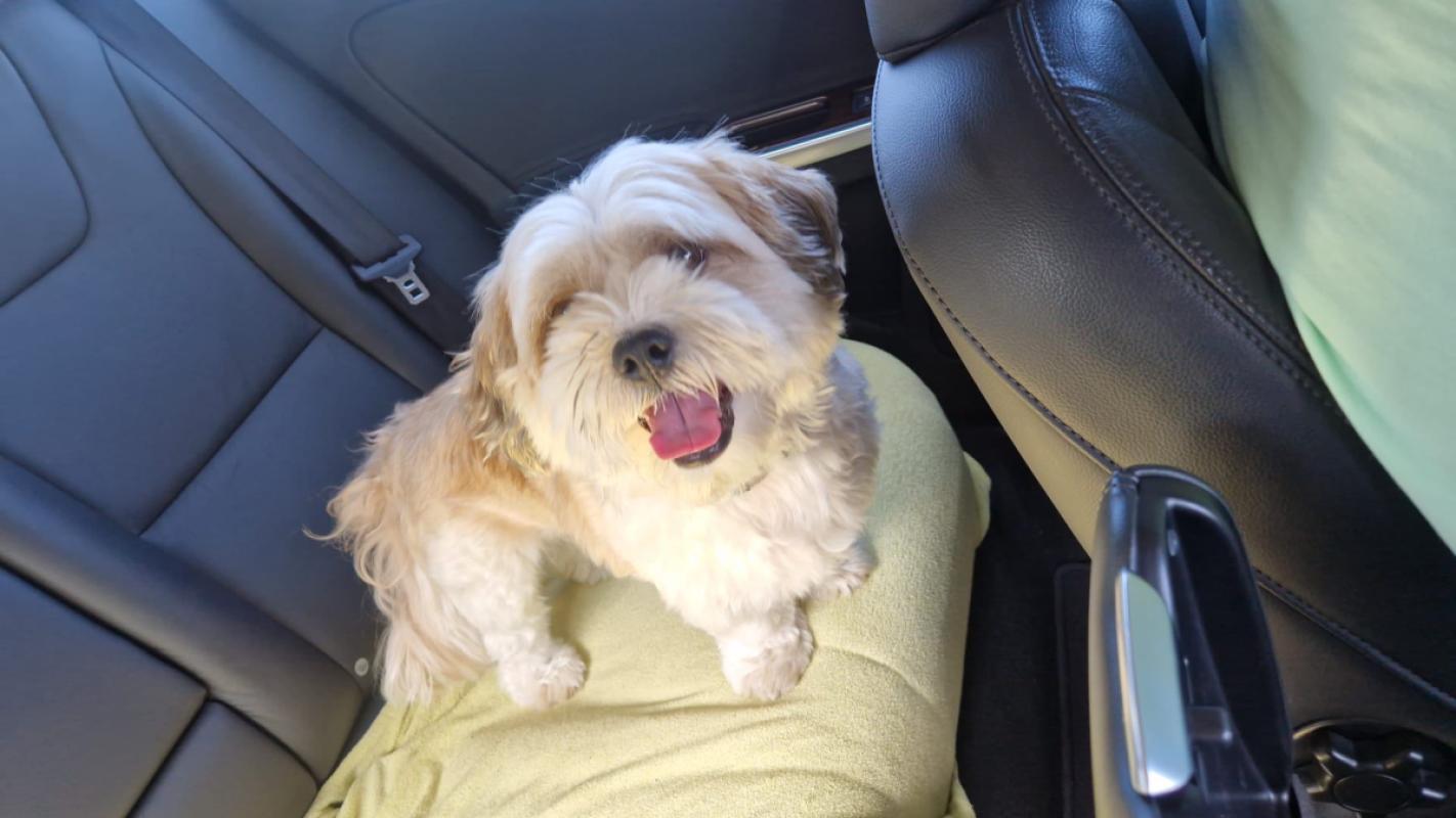 Benji