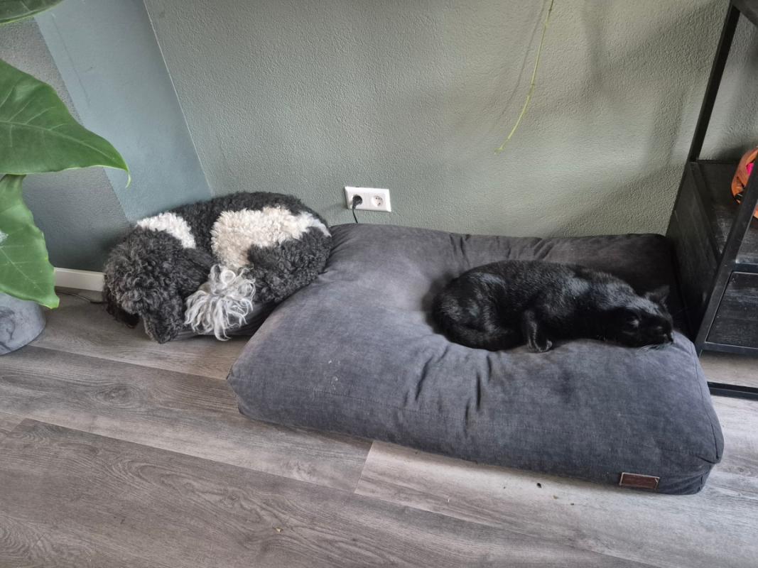 Poes